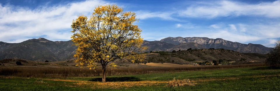 Fred Rothenberg Fall Tree Photograph from "Our Ojai"